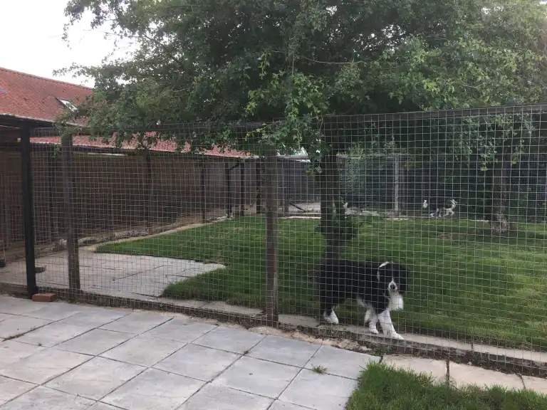 Boarding – Waterlow Kennels